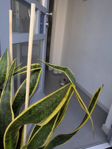 Bloomique - Sansevieria Laurentii - Język teściowej - Roślina doniczkowa - Oczyszczająca powietrze - Bardzo łatwa w pielęgnacji - Wysokość 70-90 cm - Doniczka 21 cm Zdjęcie produktu od klienta nr 1