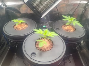 SucceBuy DWC Sistema di coltivazione idroponica, Setup idroponico avanzato, 5 galloni, 4 secchi, sistema DWC con pompa d'aria, pietre e indicatore del livello dell'acqua per ortaggi a foglia Foto del cliente 3