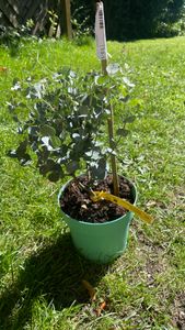 BALDUR Garten 1x Winterharter Eukalyptus Azura® , Pflanze im 15 cm-Topf, Eucalyptus gunnii, Azura, winterhart bis -20 °C, mehrjährig, intensiv duftend, vertreibt Fliegen Kunden-Foto 1