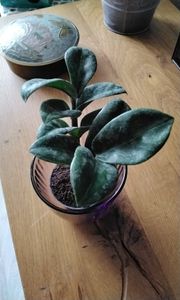 Mini-Pflanze Zamio Palme Zamioculcas zamiifolia Glücksfeder pflegeleicht Baby-Plant 5,5cm Topf Kunden-Foto 1