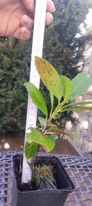 Lauroceraso 'Novita' 30-50 cm - 1 Pflanze - Prunus laurocerasus 'Novita' - Topfgewachsen Foto del cliente 20