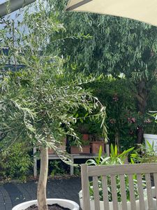 Olivenbaum Olive "Angebot" 150 - 180 cm, beste Qualität, winterhart, Olea Europaea Kunden-Foto 6