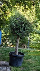 Olivenbaum Olive "20 Jahre" beste Qualität, Stammumfang 20 - 30 cm, winterhart, Olea Europaea Kunden-Foto 11