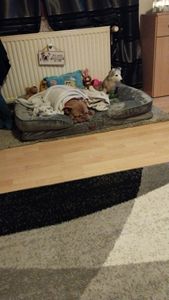 Juskys Hundebett Sheena L orthopädisch, waschbar & rutschfest – 98 x 70 x 17 cm – Hundesofa flauschig mittelgroße Hunde Grau – Haustierbett Hundesofa Kunden-Foto 5