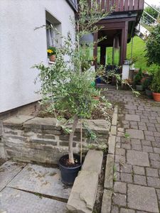 Olivenbaum Olive "Angebot" 150 - 180 cm, beste Qualität, winterhart, Olea Europaea Kunden-Foto 54