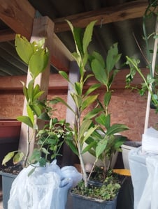 Lauroceraso 'Novita' 30-50 cm - 1 Pflanze - Prunus laurocerasus 'Novita' - Topfgewachsen Foto del cliente 10