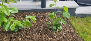 Prunus laurocerasus 'Novita', Kirschlorbeer, immergrün, 80–100 cm Kunden-Foto 2