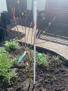 Harlekinweide Stämmchen 120–140 cm – Salix integra Hakuro Nishiki – Zierweide winterhart mehrjährig Flachwurzler Gartenpflanze Kunden-Foto 3