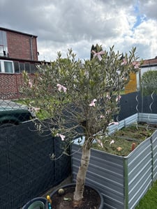 Feigenbaum - hell UND dunkel - in 1 Topf, Obstbaum, winterhart, Ficus Carica, Feige Kunden-Foto 6