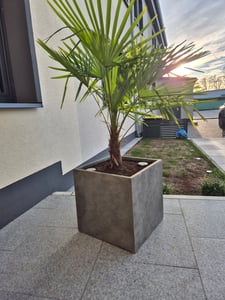 XXL Palme Stammhöhe 40-50 cm winterhart 160-180 cm Trachycarpus fortunei, Hanfpalme, Kunden-Foto 9