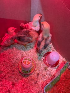 Sistema higiénico y sostenible para el suministro de agua y alimento para gallinas: dispensador de agua y comedero. Productos duraderos y prácticos para las necesidades de los animales. Suministro para gallinas Foto del cliente 1