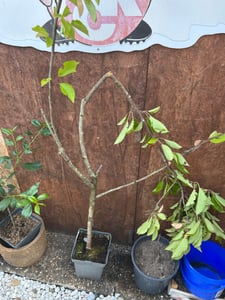 Kyslá čerešňa „Morello“ 100–120 cm | Prunus cerasus Čerešňa tmavá | odolná zimovzdorná čerešňa | úrodná čerešňa do záhrady Fotografia od zákazníka č. 3