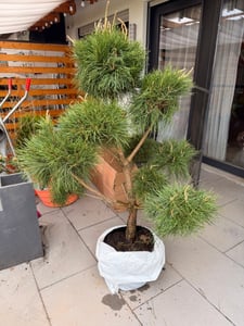 Gartenbonsai Pinus sylvestris 140–150 cm – Kiefer Bonsai PonPon, immergrün, winterhart, Formgehölz für Garten & Terrasse Kunden-Foto 1