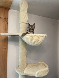 Feandrea Kratzbaum deckenhoch, 231-291 cm höhenverstellbarer xxl, hoher mehrstufiger Katzenkratzbaum, 11 cm dicke Stämme hellgrau Kunden-Foto 8