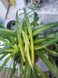 Elefantenfuß 50-70 cm Beaucarnea recurvata Flaschenbaum Wasserpalme Kunden-Foto 2