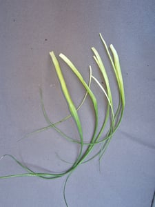 Elefantenfuß 50-70 cm Beaucarnea recurvata Flaschenbaum Wasserpalme Kunden-Foto 3