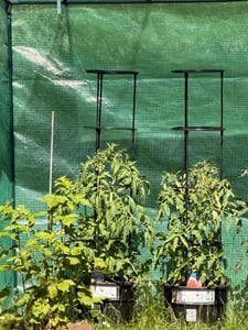 Kvetináč na pestovanie paradajok TOMATO GROWER antracit 39,2cm (max. výška: 153cm) Fotografia od zákazníka č. 1