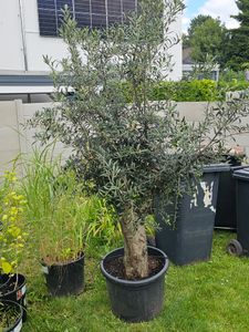 winterharter XXL Olivenbaum  50 Jahre, extra dicke Stämme, winterhart Kunden-Foto 2
