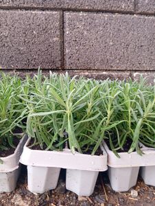 Blauer Duft-Lavendel 48 Lavendel Pflanze angustifolia - Lavendelpflanzen winterhart - echter lavendel - Gartenpflanzen -    48 x Ø7 cm - 15 cm Kunden-Foto 6