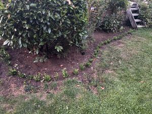 Ilex 'Crenata' 20-25 cm - Stechpalme Heckenpflanzen - Idealer Buchsbaum-Ersatz Kunden-Foto 1