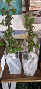 Japanische Weinbeere 50–70 cm – winterharte Beerenpflanze im Topf, süße vitaminreiche Früchte, ideal für Garten & Balkon Kunden-Foto 2