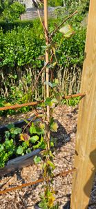 4 Stück Efeu Pflanze Hedera helix 180 - 200 cm Pyramide Säule winterhart Kletterpflanze Hecke Sichtschutz blickdicht Kunden-Foto 6