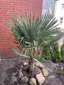XXL Palme Stammhöhe 40-50 cm winterhart 160-180 cm Trachycarpus fortunei, Hanfpalme, Kunden-Foto 38