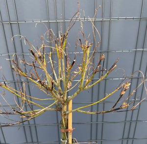 Salix Hakuro Nishiki, Höhe 170-180 cm, Harlekinweide, weiß-grünes Blatt, Japanische Weide Kunden-Foto 16