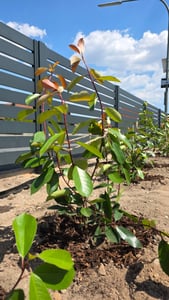 Photinia fraseri 'Red Robin', Glanzmispel, rot, 40–60 cm Kunden-Foto 3