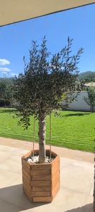 Sunny Tree - Olivenbaum - Olea Europaea - 45 Jahre, 200 cm, A+ Qualität, winterhart bis -18, Fruchttragend Kunden-Foto 18