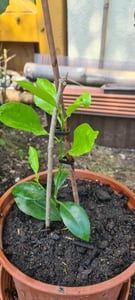 Zitruspflanzenmischung - 3 Stk - Citrus limon - Höhe 25-40cm - ⌀9cm Kunden-Foto 1