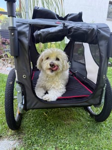 DOGGYHUT® Premium MEDIUM remorque à vélo 2en1 pour chien et jogger Photo du client 1