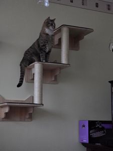 Étagères pour chats VEVOR à fixer au mur, étagères murales pour chats et perchoirs avec tremplins, lits pour chats, hamacs et arbre à chats, meubles pour chats et étagères jusqu'à 18 kg pour dormir Photo du client 2