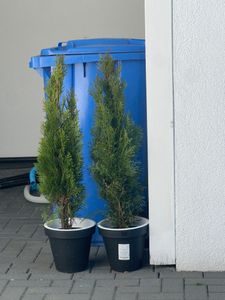 Thuja occidentalis 'Smaragd', arborvitae, zimozielona, 80-100 cm Zdjęcie produktu od klienta nr 1