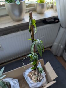 Passiflora (Passiflora caerulea) - Rampicante perenne, resistente e sempreverde - Vaso da 1,5 litri Foto del cliente 2