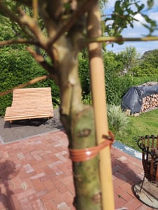 Salix Hakuro Nishiki, Höhe 170-180 cm, Harlekinweide, weiß-grünes Blatt, Japanische Weide Kunden-Foto 15