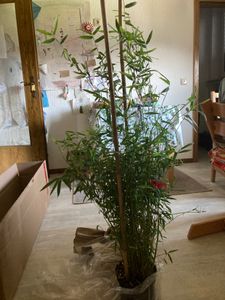 Fargesia jiuzhaigou 1 80/100 cm hoch, im 3 Liter-Topf Kunden-Foto 1