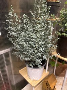 2x XXL Eucalyptus Busch Eukalyptusbaum 40 - 60 cm, Pflanze winterhart Kunden-Foto 4