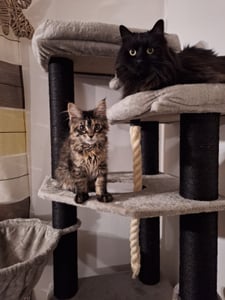 FEANDREA Kratzbaum 186 cm, Katzenbaum für große katzen, 13 dicken Säulen (11 cm d), stabil, Kippschutz, Tintenschwarz Kunden-Foto 17