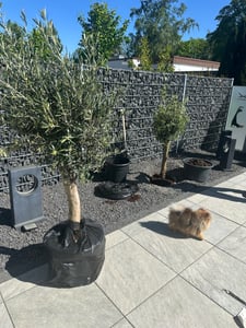 Olivenbaum Olive "20 Jahre" beste Qualität, Stammumfang 20 - 30 cm, winterhart, Olea Europaea Kunden-Foto 15