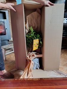 Roślina kumkwatu Fortunella margarita 70–80 cm – kumkwat owalny, egzotyczne drzewo cytrusowe do ogrodu, na taras i balkon, mrozoodporne z pewnymi ograniczeniami Zdjęcie produktu od klienta nr 1