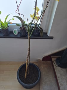 Drzewko cytrynowe Zagara Bianca 100–140 cm – Citrus limon, pachnące kwiaty, jadalne owoce, śródziemnomorska roślina doniczkowa, mrozoodporna w ograniczonym zakresie Zdjęcie produktu od klienta nr 4