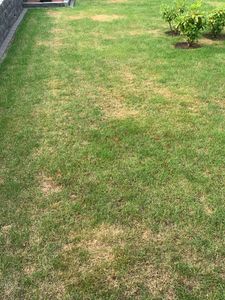 Wolf-Garten Reseed Lawn Lr 50 Na 50 metrów kwadratowych Zdjęcie produktu od klienta nr 2