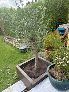 Olivenbaum Olive "Angebot" 150 - 180 cm, beste Qualität, winterhart, Olea Europaea Kunden-Foto 22