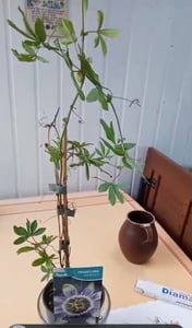 Passionsblume Passiflora caerulea 60–70 cm – winterharte Kletterpflanze, exotisch, pflegeleicht, ideal für Garten, Balkon & Terrasse Kunden-Foto 4