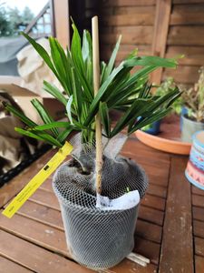BALDUR-Garten 1x Winterharte Kübel-Palme, Pflanze im 13 cm-Topf, Chinesische Hanfpalme, Freilandpalme, Gartenpalme,Trachycarpus fortunei, frosthart und trockenresistent Kunden-Foto 2