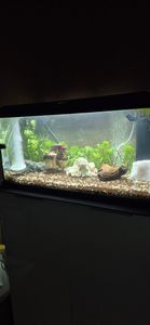 Dehner Aqua Aquarium Starterset 80, ca. 81 x 36 x 45 cm, inkl. Futter und Pflegeprodukten Kunden-Foto 2
