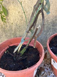 Plumbago auriculata 120–160 cm – Gelsomino blu, Plumbago cinese, pianta da vaso per giardino, terrazza e balcone Foto del cliente 1