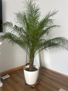 Zwerg Dattelpalme Phoenix Roebelenii 160-180 cm | Exotische Zimmerpalme | Wintergartenpalme | Elegante Zimmerpflanze Kunden-Foto 2