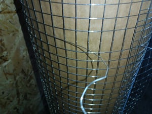 Volierendraht 1 x 25 Meter 12 x 12 mm Drahtgitter Verzinkt Drahtzaum Maschendraht Draht Voliere Kunden-Foto 4